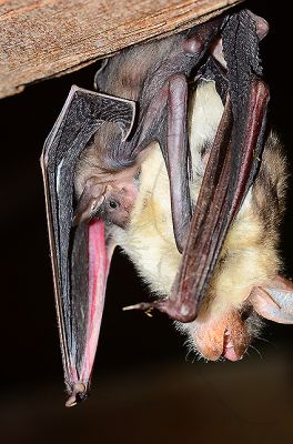 Apátsági ingyenes albérlőink