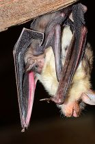 Apátsági ingyenes albérlőink